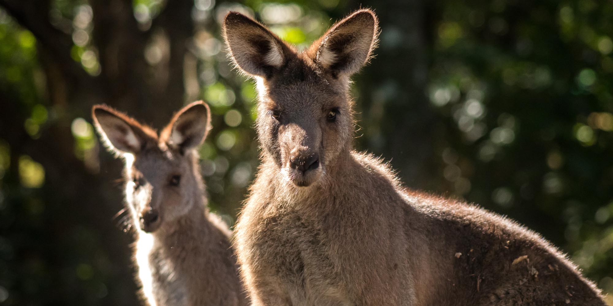 Byron Bay Wildlife Sanctuary - Kangaroos